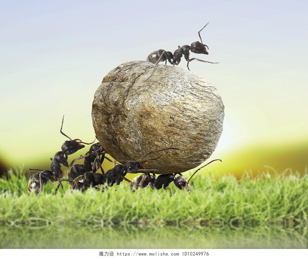 蚂蚁团队正在抬石头蚂蚁团结坚持团队协作团队合作